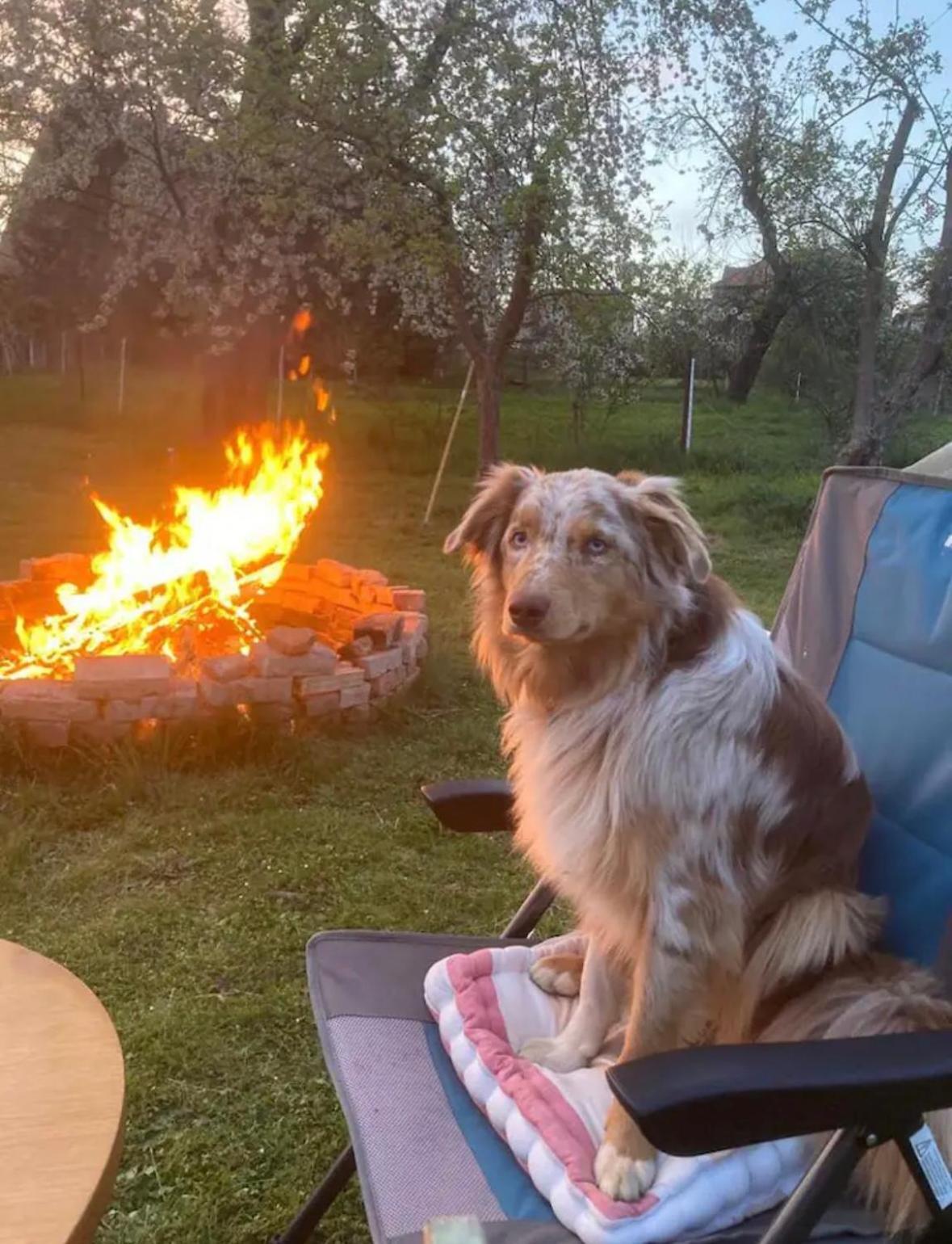 Villaharmony Wartet Auf Familien Mit Hund! Lommatzsch Kültér fotó